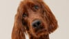do-dogs-need-fat-in-their-diet