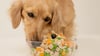 how-much-food-should-i-feed-my-dog