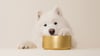 Dog eating fresh dog food - Golden Child