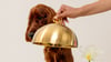 what-can-i-give-my-dog-for-diarrhea