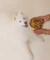White dog with a bowl of Golden Child food