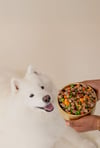 A samoyed looks at a Golden Child bowl