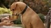 Tan dog eating fresh wet dog food from a gold bowl held by hand outdoors