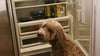 Apricot goldendoodle sitting by an open refrigerator stocked with Golden Child fresh dog food